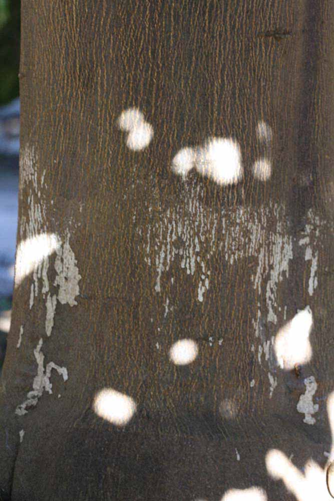              Bark (Riverside, CA)       